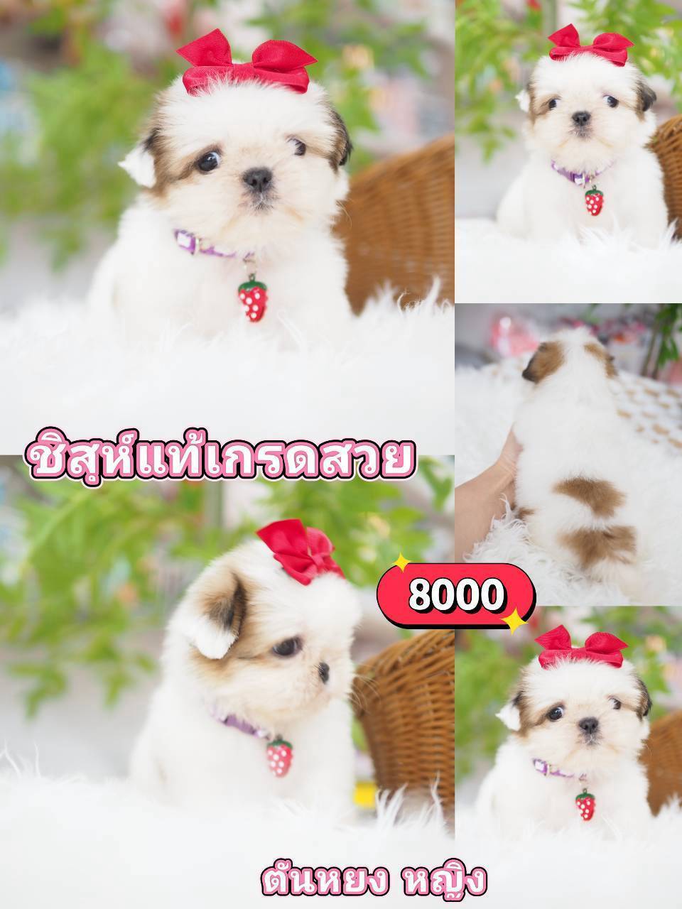 ชิสุห์แท้