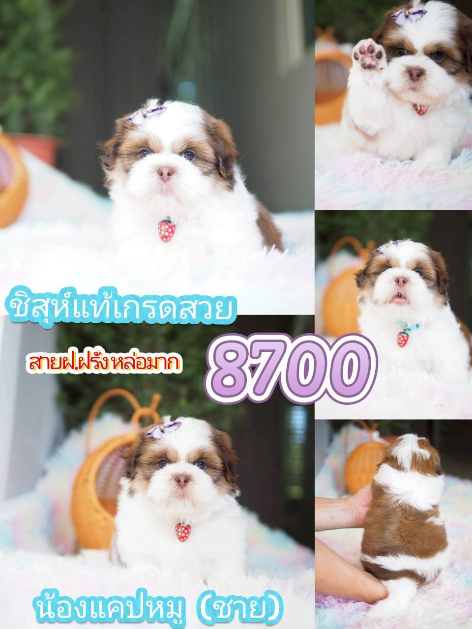 Kibzaa ชิสุห์ พร้อมส่วนลด