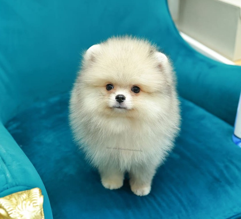 ปอมแท้ ปอมหน้าสั้น HRM-10792 เพศชาย สีส้ม หนุ่มฮอต หน้าตาน่ารัก น่าเอ็นดูมาก ๆ แ...