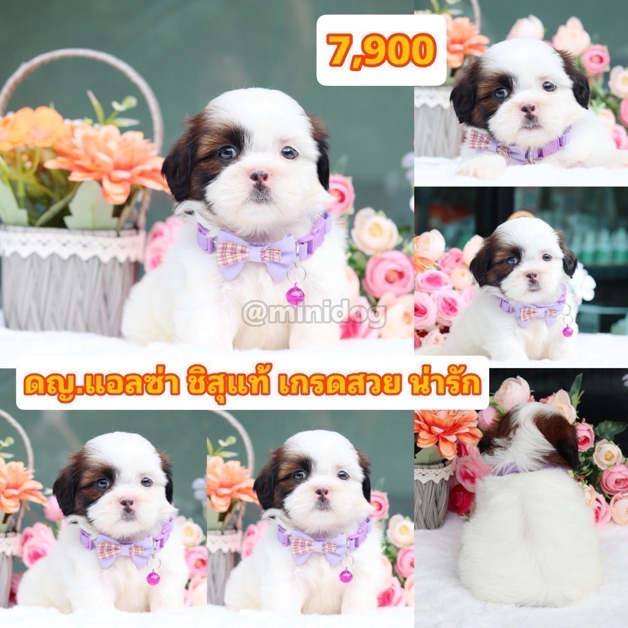 ชิสุแท้เกรดสวย