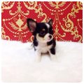 [Chihuahua Is Here]Blacktan Tricolor ตัวเล็กสุดหล่อ(SOLD)