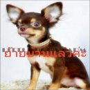 LITTLE DOG'S FARM :  ย้ายบ้านแล้วค่ะ ชิวาวาขนยาวสีชอคโกแลตแอนด์แทน อายุุ 8 เดือน...