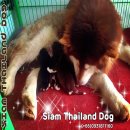 ALASKAN  GIANT อลาสกัน ไจแอนท์ ไซส์บิ๊กๆ พ่อแม่นำเข้า มีใบเพดดีกรี (รับบัตรเครดิ...