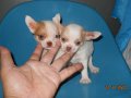 ขายลูกสุนัข ชิวาวาไซด์จิ๋ว สีแฟนซี ขนสองชั้น หัวใหญ่ หน้าสั้น เพศผู้2ตัว 
