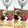 SMALLDOG>>น้องกาหลงชิสุทอยเพศเมียสามสีขนยาวพร้อมส่งมอบ