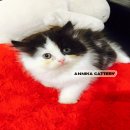 น้องแมวเปอเซีย บ้าน Annika Cattery น่ารักๆ