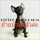 LITTLE DOG'S FARM : ย้ายบ้านแล้วค่ะ!! ชิวาวาขนสั้น สีดำ วัคซีน2เข็ม น่ารักๆ ราคา...