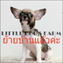 LITTLE DOG'S FARM : ย้ายบ้านแล้วค่ะ สาวน้อยชิวาวา ขนสั้นสองชั้น สีแฟนซีขาว-น้ำตา...