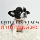 LITTLE DOG'S FARM : ย้ายบ้านแล้วค่ะ สาวน้อยชิวาวาขนสั้น สีแฟนซีขาว-ดำ อัพเดตคลิป...