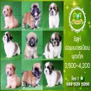 SMALLDOGLANDลูกชิสุคอกใหม่ฟอร์มสวยเกรดAทุกตัวพร้อมย้ายบ้านได้แล้วมีบริการส่ง