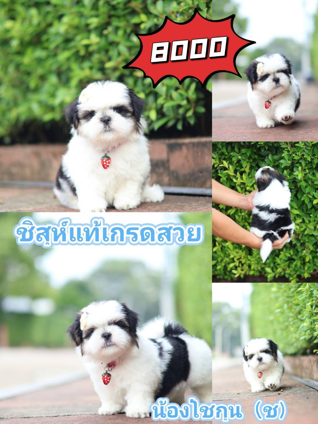 ชิสุ กิ๊ฟซ่า