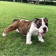 PuppyBulldog 60 days