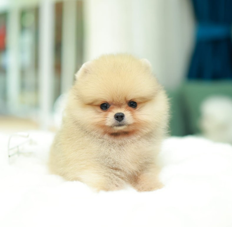 ปอมแท้ ปอมหน้าสั้น HRF-10579 เพศหญิง สีส้ม หนุ่มฮอต หน้าตาน่ารัก น่าเอ็นดูมาก ๆ...