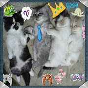 [ขาย] แมวเปอร์เซีย เกรด PET เกรดเลี้ยงเล่น แมวมงคล สีส้ม-ขาว เพศผู้ น่ารักมากๆ ห...