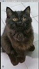 [ขาย]ลูกแมวเปอร์เซียแท้ เกรดPET เกรดเลี้ยงเล่น แมวมงคล หล่อๆ T0814826961สีดำอมน้...
