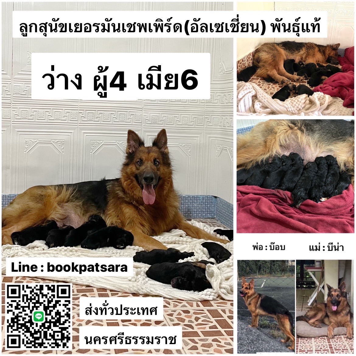 ขายลูกสุนัขเยอรมันเชพเพิร์ด(อัลเซเชี่ยน) ว่างผู้4 เมีย6