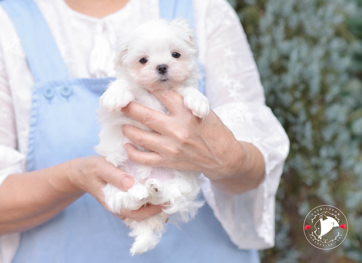 FYsmilepom น้องมอลทีส เพศเมีย หน้าตาน่ารักพร้อมย้ายบ้านค่า 0830777178 ,03