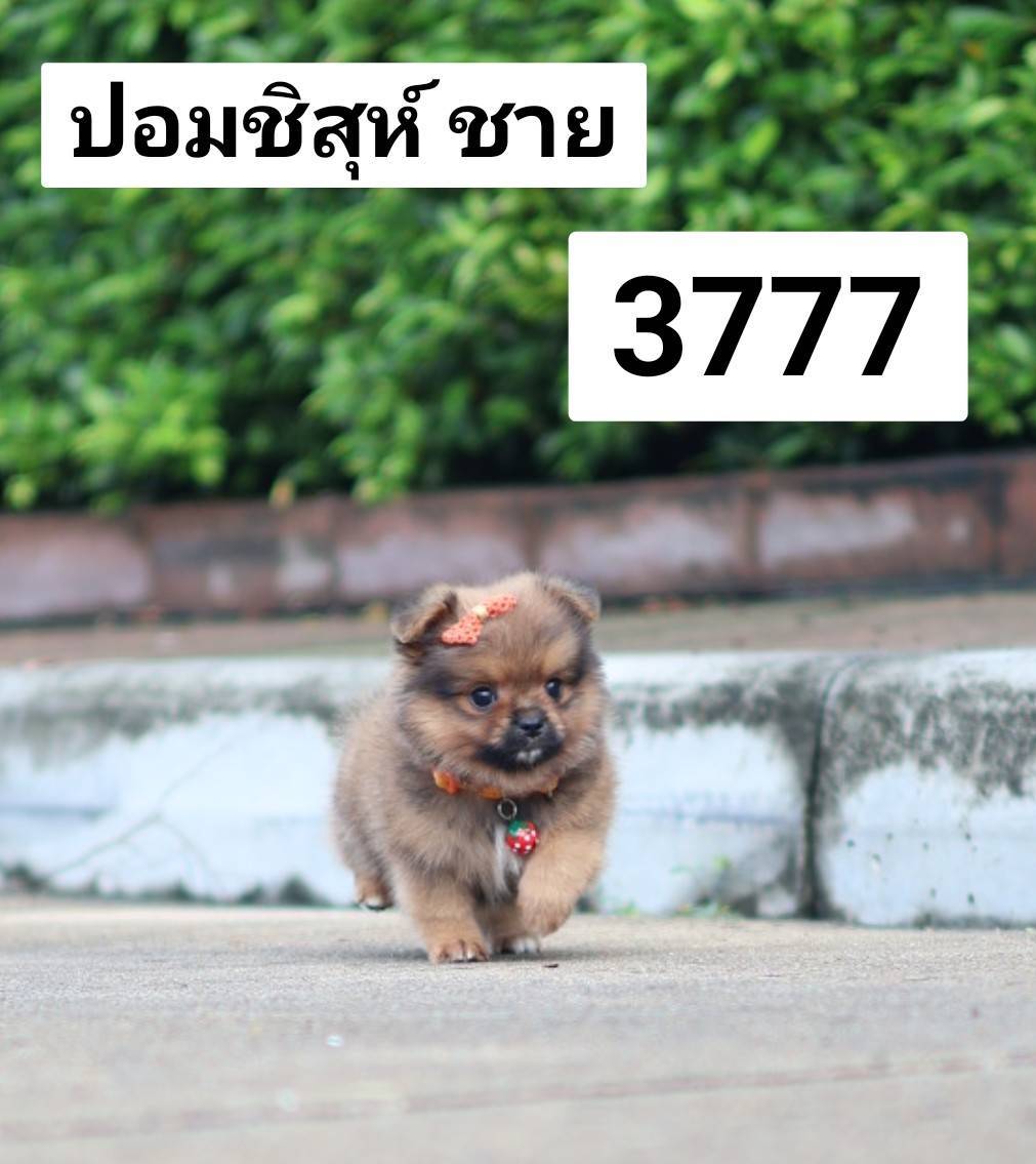 กิ๊ฟซ่า อัพเดท 05/11/68