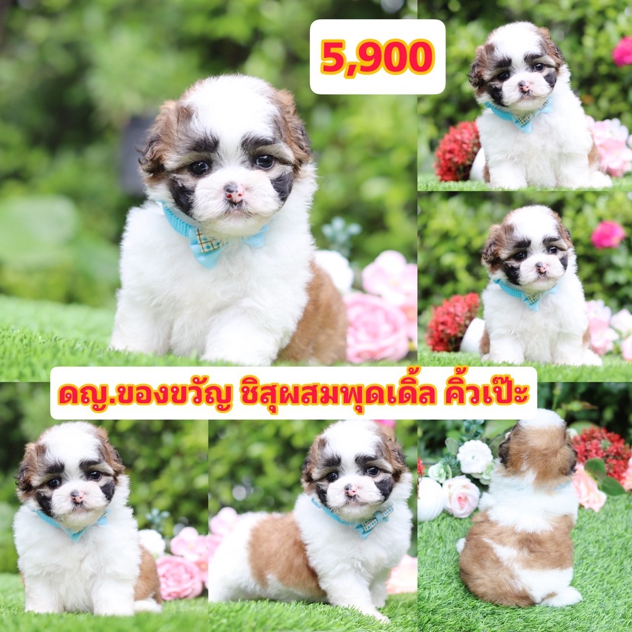 ชิสุผสมพุดเดิ้ล