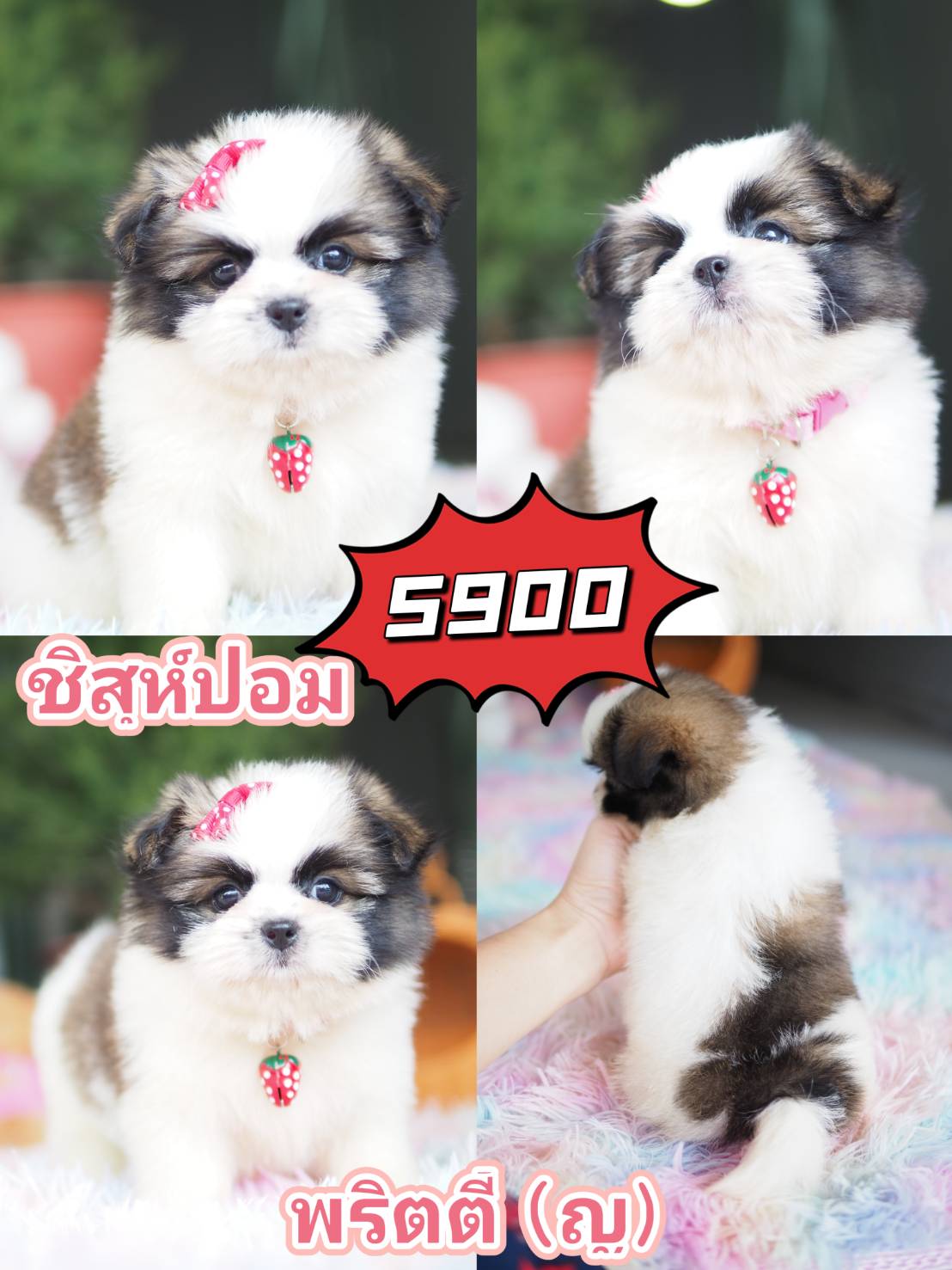 กิ๊ฟซ่า มาแล้วจ้า