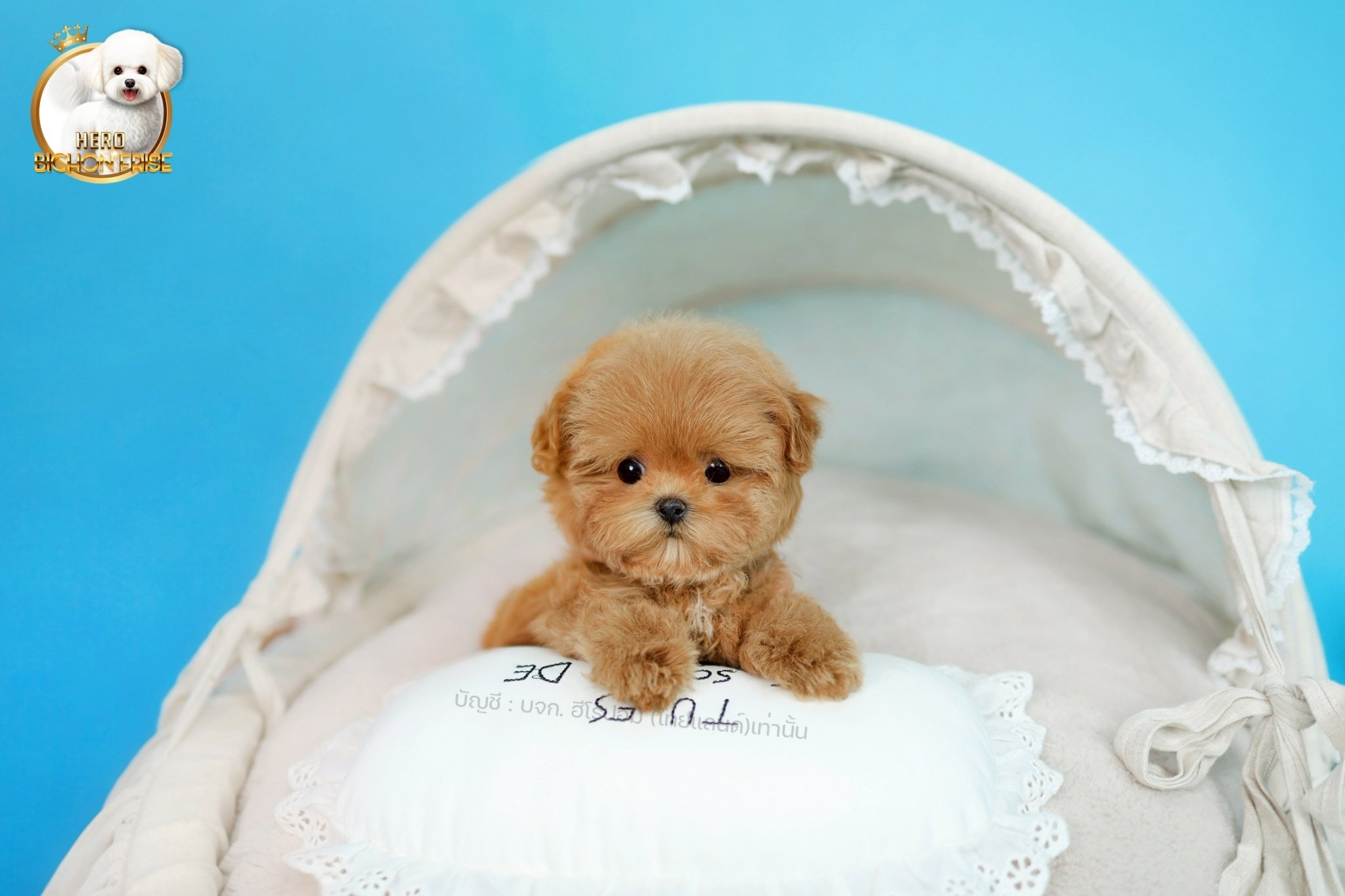 bichonพู BCF-62875 เพศหญิง สีแชมเปญ หน้าตาน่ารัก ขาสั้น ขนแน่นฟู ขี้เล่นมาก ตัวเ...
