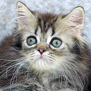 ขายแมวเปอร์เซีย สีบราวน์แท็บบี้ เพศผู้ อายุ 2 เดือน 3800 บ.