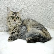 ขายแมวเปอร์เซีย สีบราวน์แท็บบี้ เพศเมีย 4 เดือน วัคซีนไข้หัดครบ