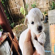 พุดเดิ้นแท้ สีน้ำตาลและขาว