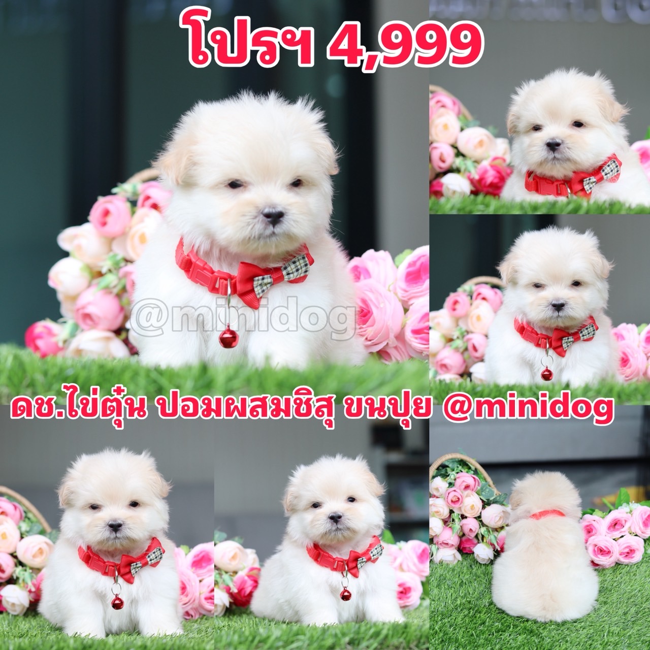ชิสุผสมปอม