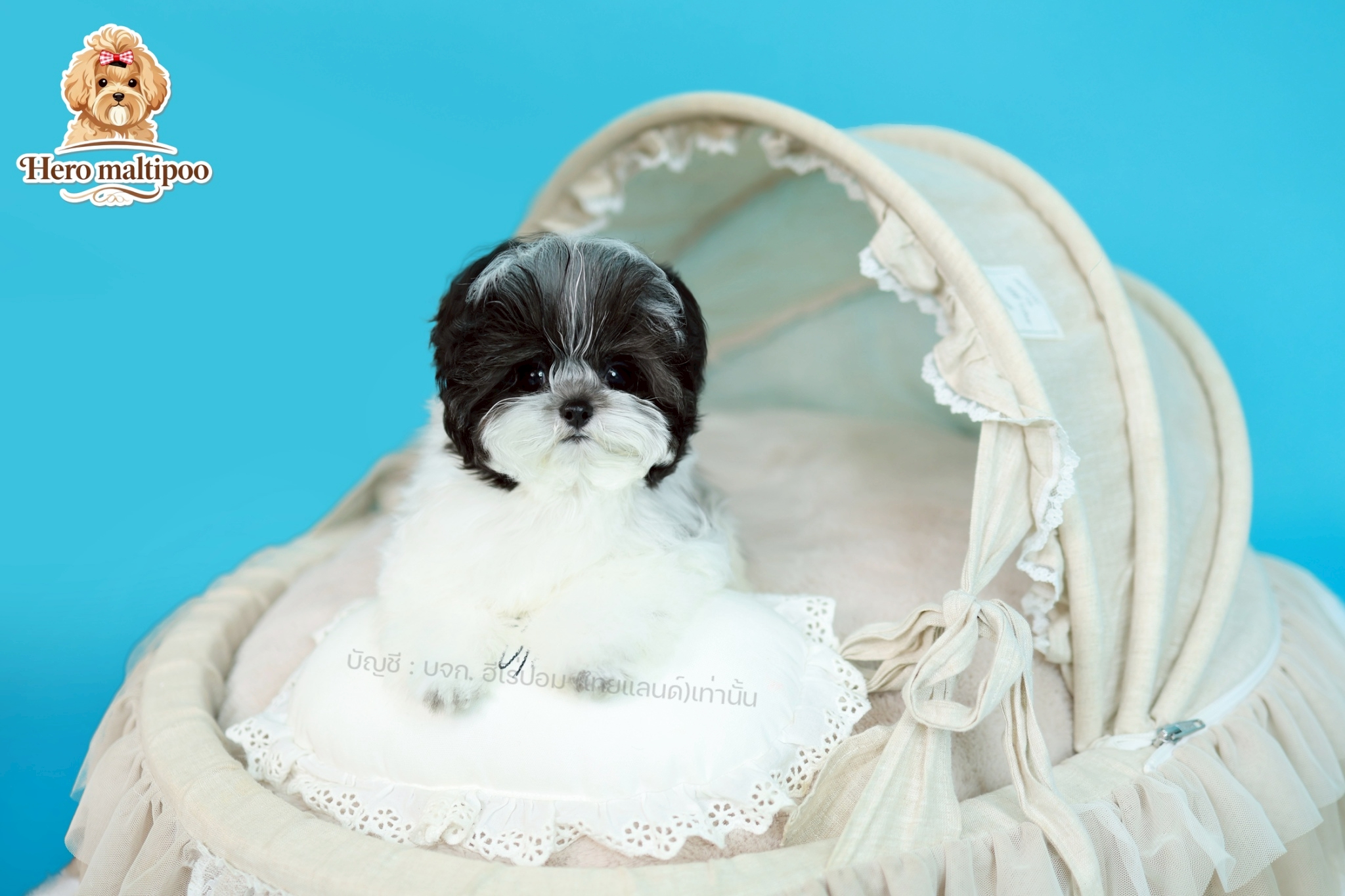 มอลติพู MTP-M-6418เพศชาย สีขาวเทา หน้าตาน่ารัก ขาสั้น ขนแน่นฟู ขี้เล่นมาก ตัวเล็...