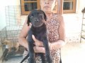 ขายลูกสุนัขลาบาดอเกรดคุณภาพสีดำเพศเมียอายุ50วันหนัก5โลตัวละ3900