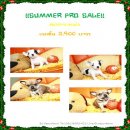 !!SummerProSale!! ชิวาวาขนสั้น สุดคุ้ม ผู้-เมีย เริ่มต้น 3,900 บาท<<<