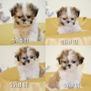 Shih Tzu สายพันธุ์แท้ 100% เพศเมีย เรารับประกันสุขภาพปลอดโรคไม่มีผิดหวังแน่นอน