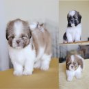 Shih Tzu Toy ชิสุทอยแท้ๆเกรดสวยราคาเบาๆรับประกันสุขภาพและมีบริการส่ง