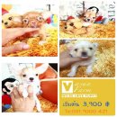 !!Vasunfarm!!ชิวาวา มีให้เลือกมากมาย เริ่มต้นที่ 3,900 บาท<<<