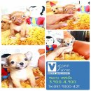 !!Vasunfarm!!ชิ ขนสั้น-ยาว น่ารักๆ เริ่มต้นที่ 3,900 บาท<<