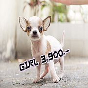 👉SALE Chihuahua 3900 ทั้งผู้และเมีย น่ารักแข็งแรง ประกันสุขภาพ มีบริการส...