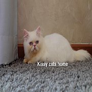 ลูกแมว Exotic lh ขนยาว สีขาว ตาสีฟ้า เพศชาย 3900