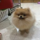 ขายลูกสุนุข Pomeranian สายเลือดแชมป์ คอกดังระดับโลก พร้อมใบ Pedigree