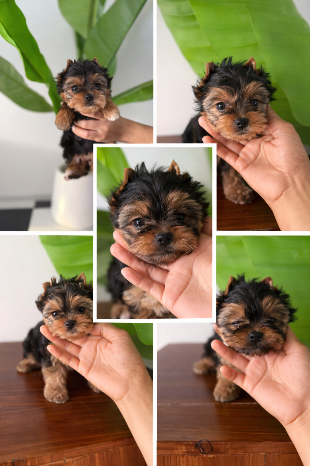 ยอร์คเชียร์ไซด์ทอยและทีคัพ