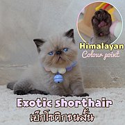 จาวิส ลูกแมวเอ็กซ์โซติก ขนสั้น สีหิมาลายัน พ้อยเข้มสวย Exotic Shorthair (colour...