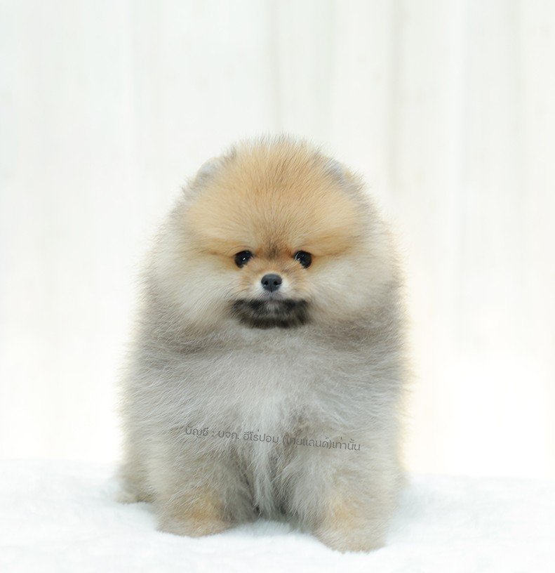 ปอมแท้ ปอมหน้าหมี HRM-10471 เพศชาย สีส้ม ตัวจิ๋วตัวเล็ก แก้มอ้วน น่าฟัดมาก ๆ ตอน...