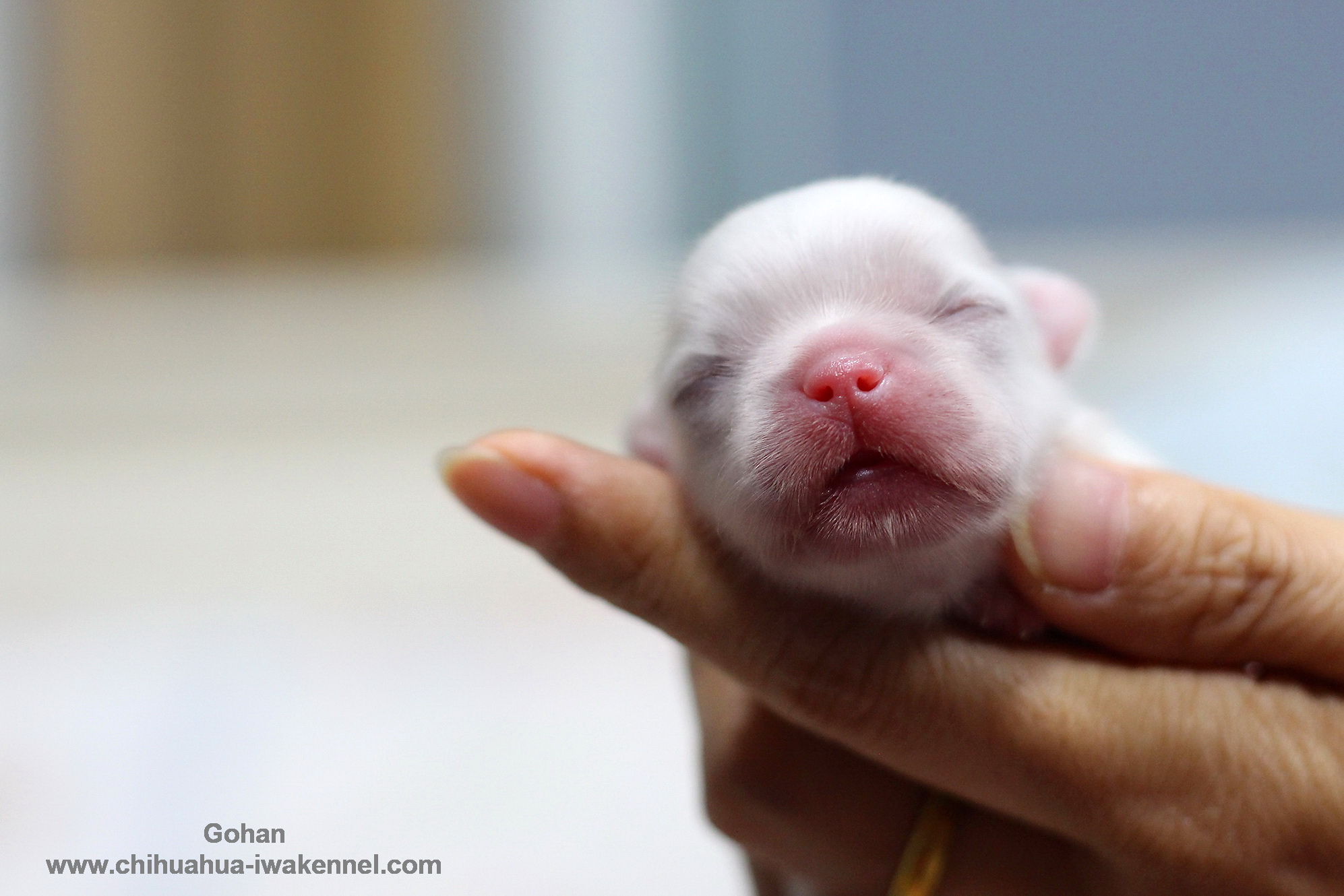 ขายลูกสุนัขชิวาวา