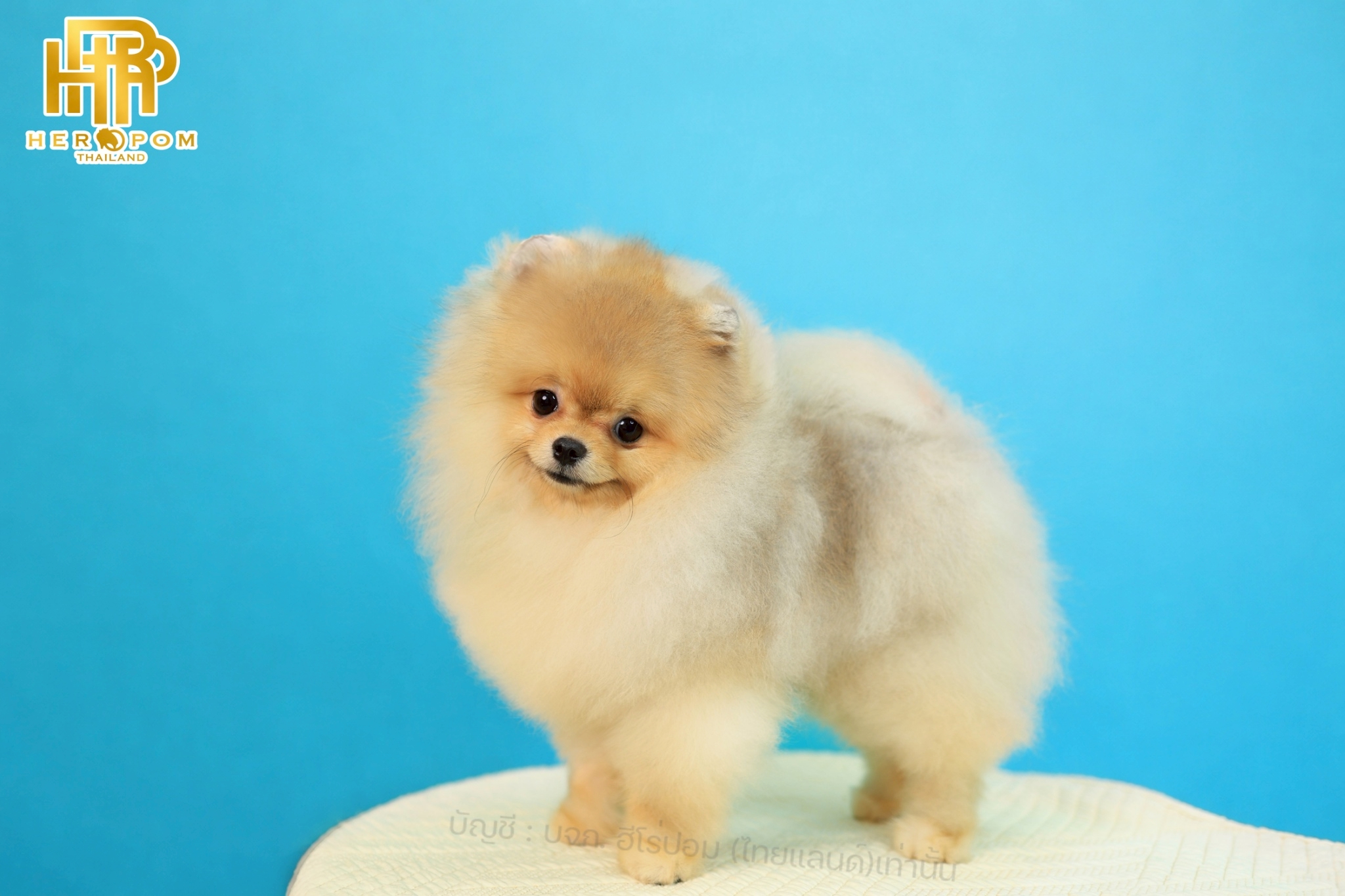 ปอมแท้ ปอมหน้าสั้น HRM-68764เพศชาย สีส้ม อายุ 4 เดือน น่ารักมาก ๆ ถ่ายรูปแล้วขึ้...