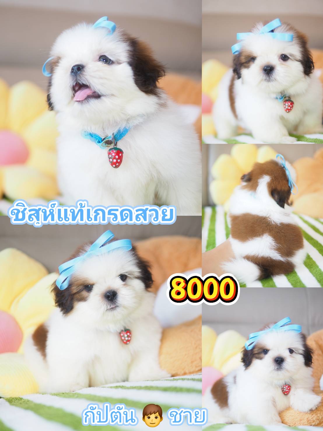 กิ๊ฟซ่า ชิสุ