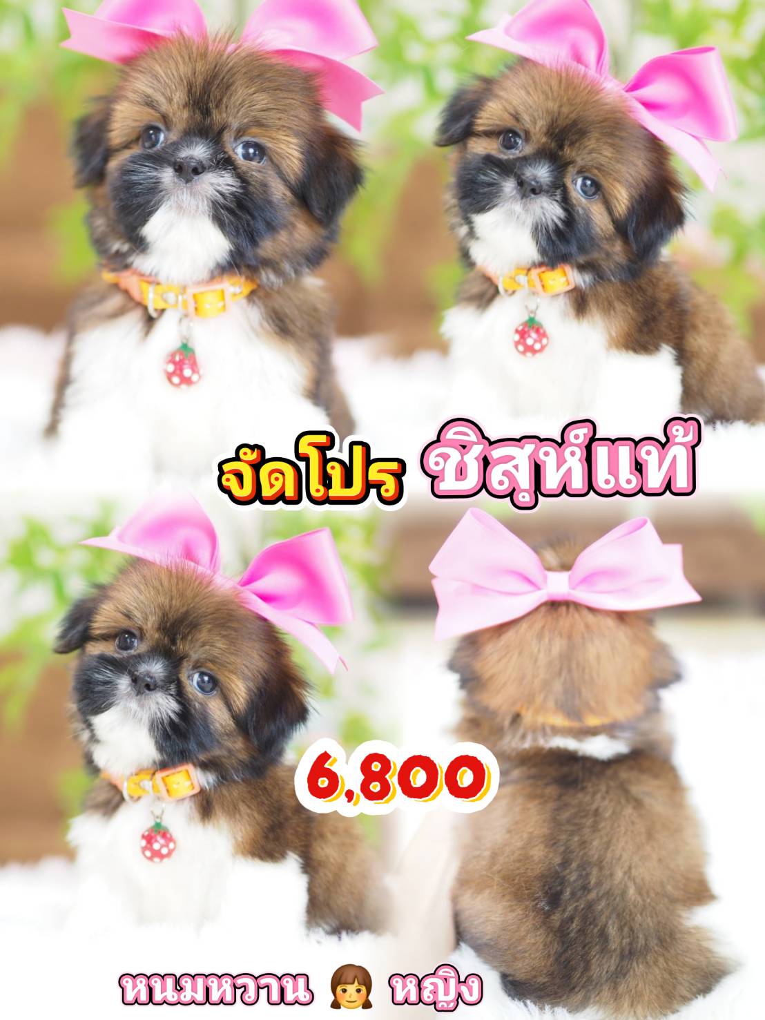 Shihtzu