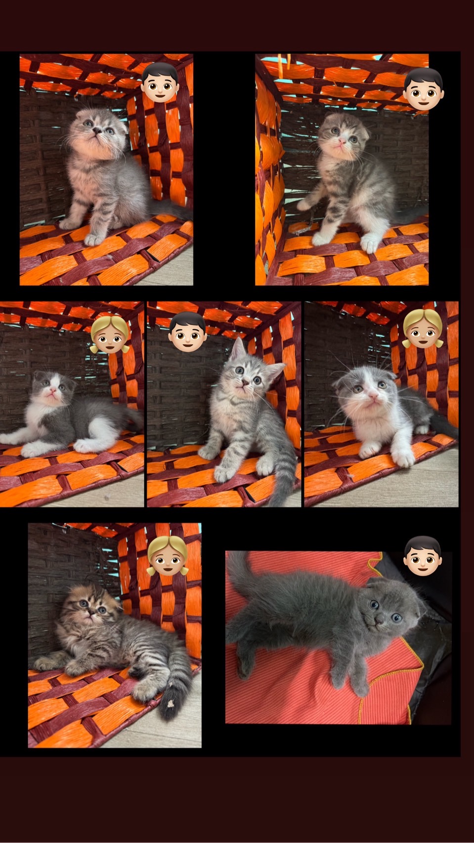 แมว Scottish fold สก็อตติชหูพับ