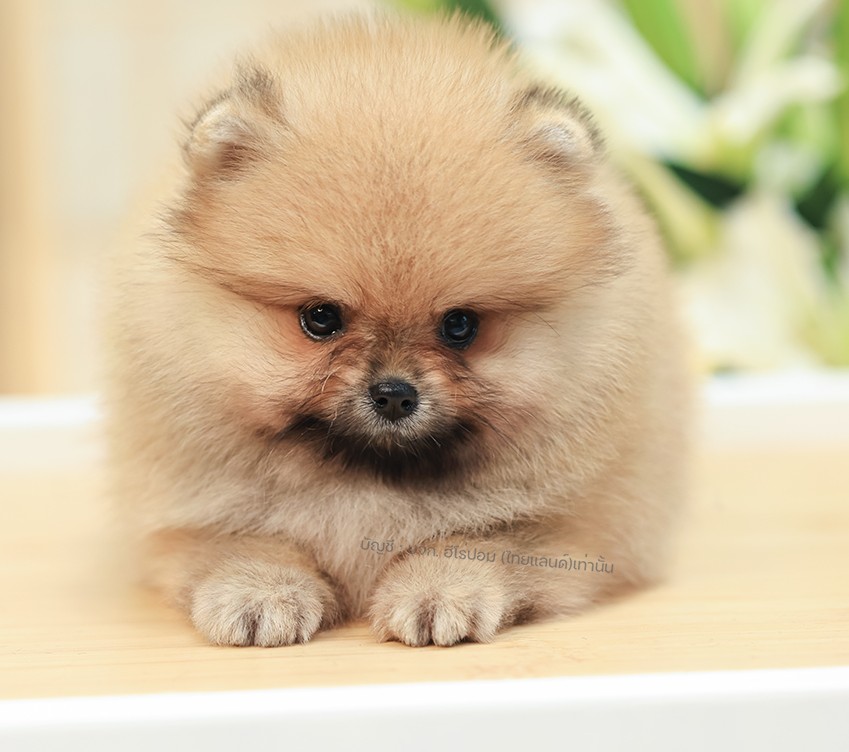 ปอมหน้าหมี ปอมแท้ ปอมเมอเรเนียน HRF-68346 เพศหญิง สีส้ม อายุ 2 เดือน ตัวเล็ก ขาส...