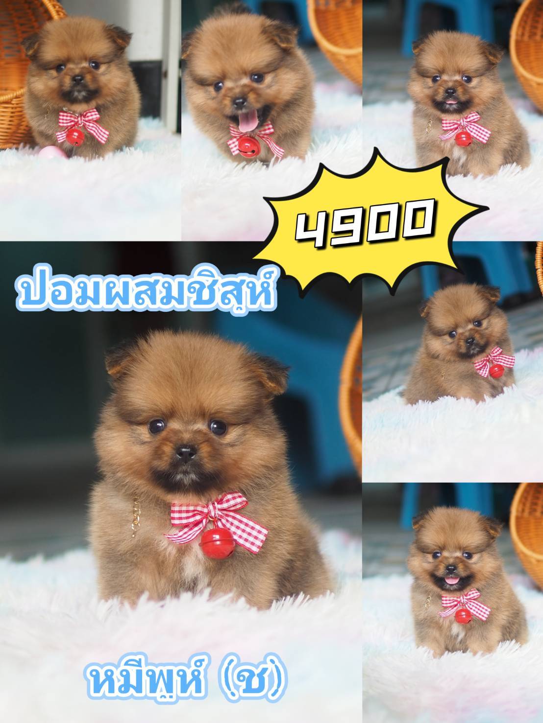 ชิสุปอม