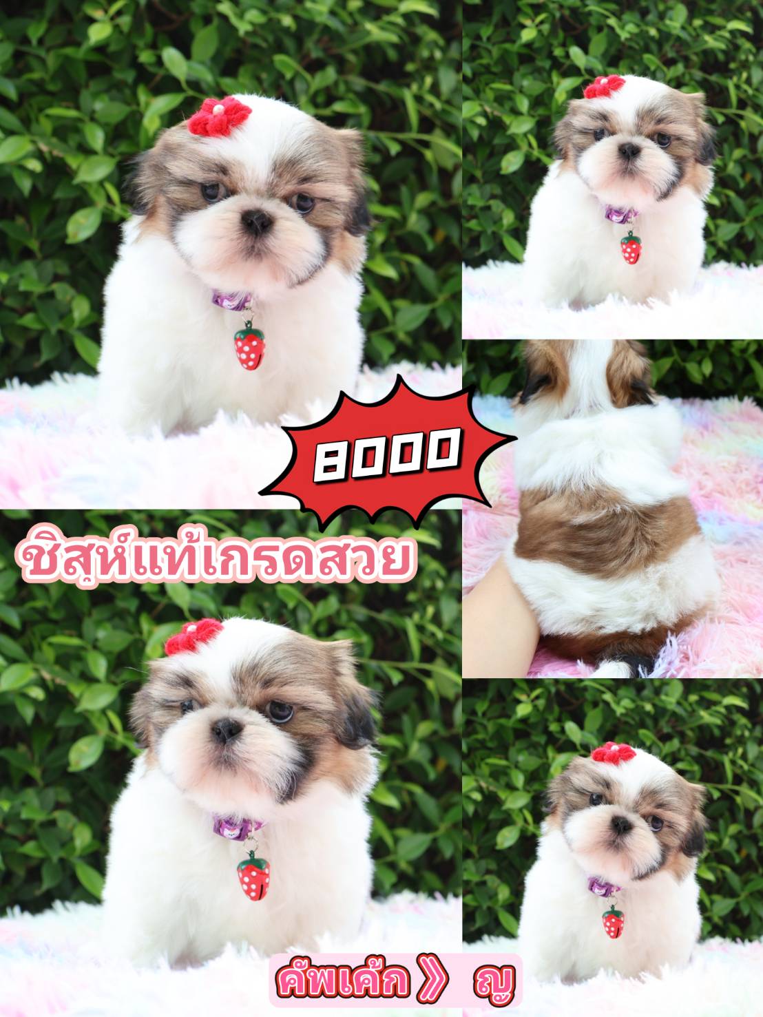 SHIHTZU กิ๊ฟซ่า